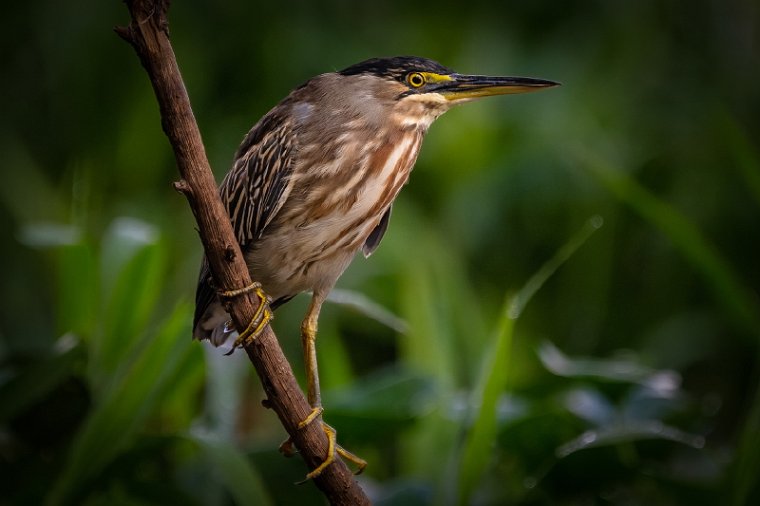 071 Noord Pantanal, mangrovereiger.jpg